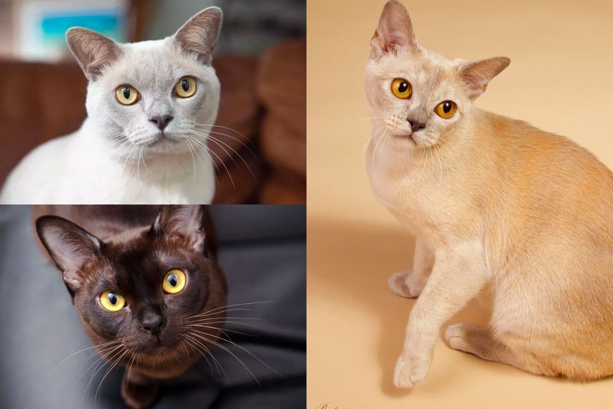 Burmoire Photo - 4.jpg