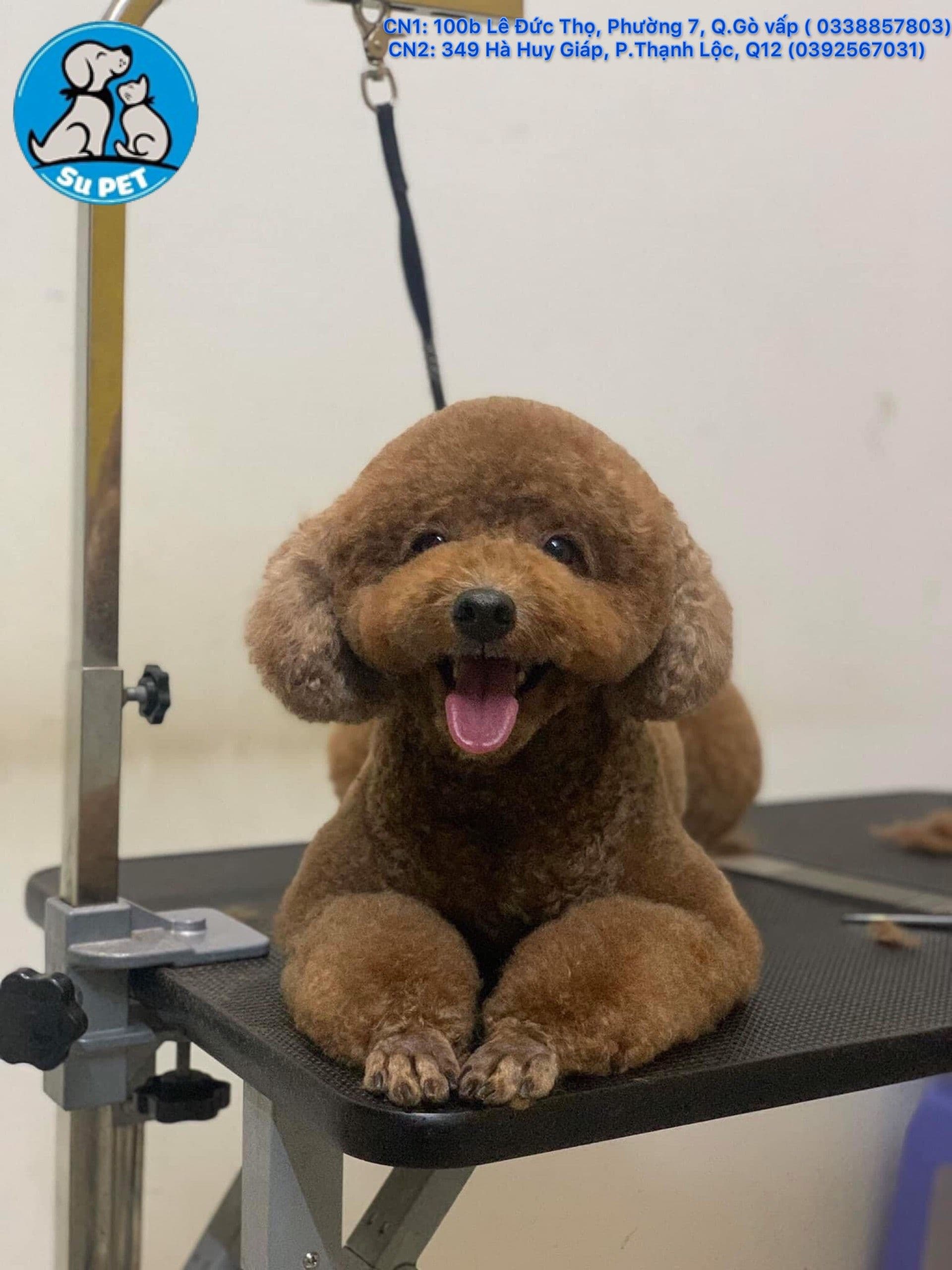 Poodle Cat Photo - 2.jpg