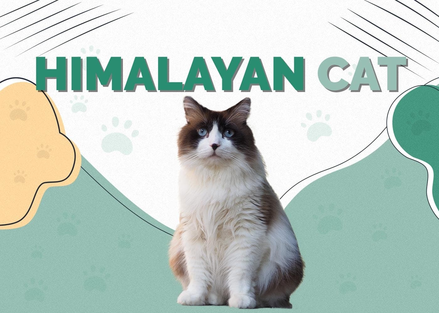 Himalayan Photo - 4.jpg