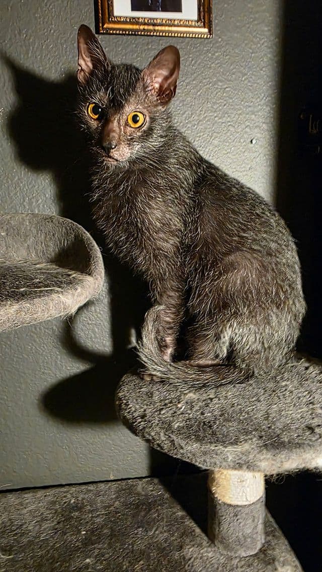 Lykoi Photo - 3.jpg