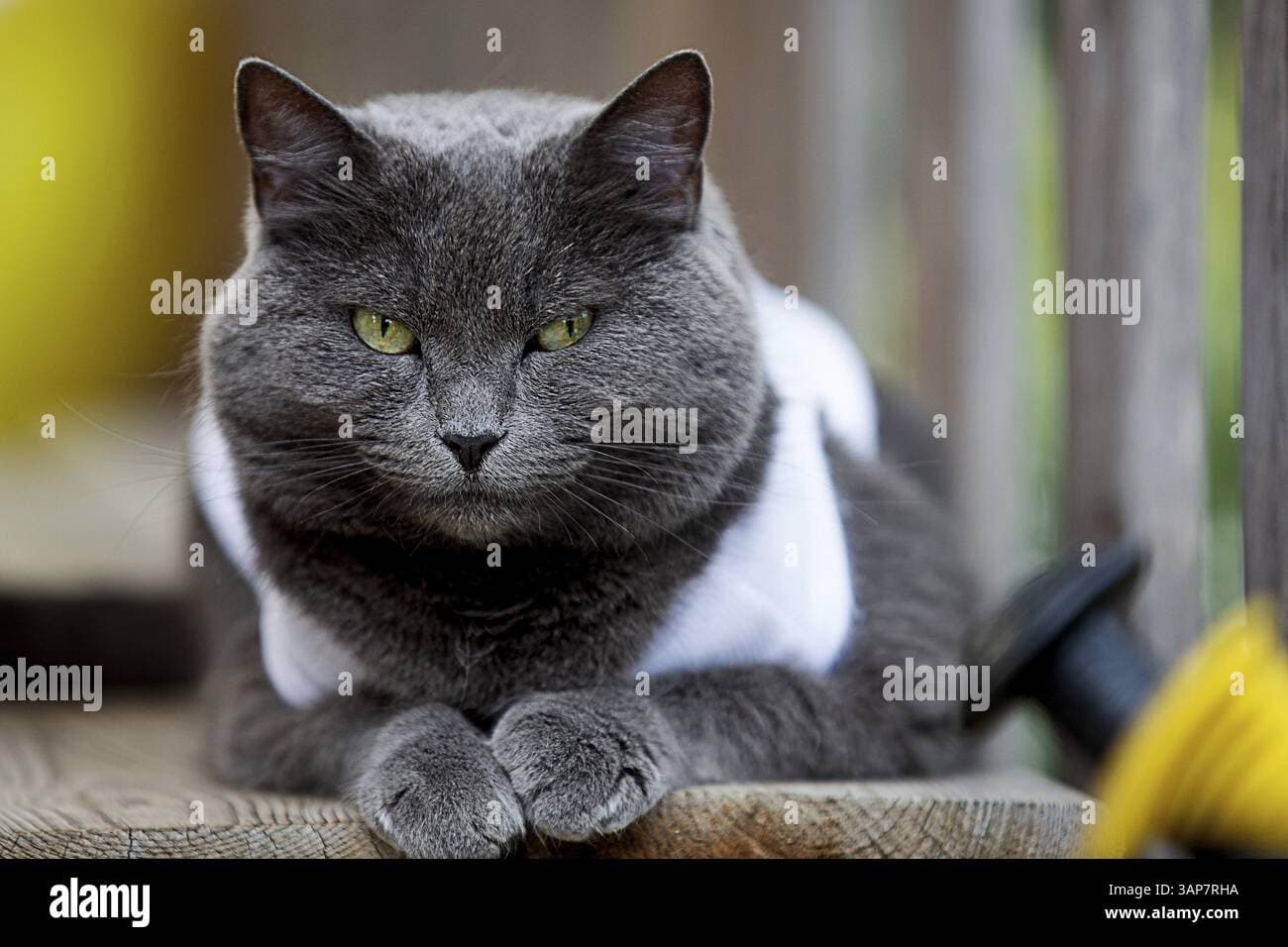 Chartreux Photo - 2.jpg