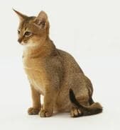 Abyssinian