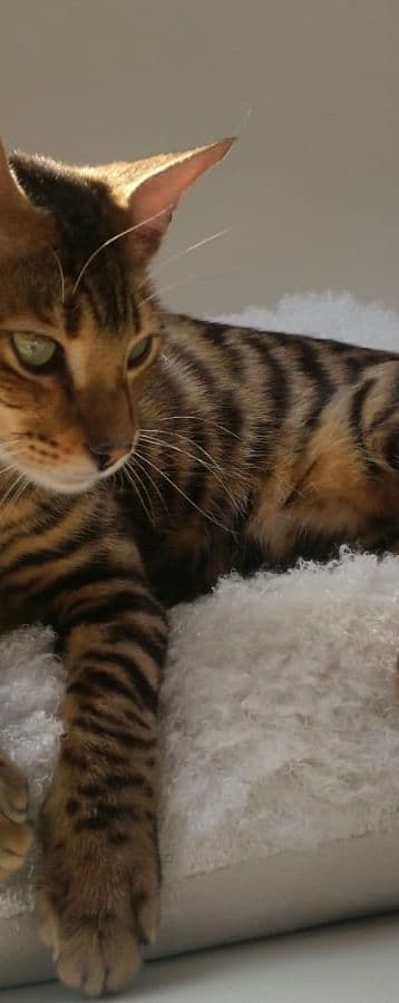 Toyger Photo - 2.jpeg
