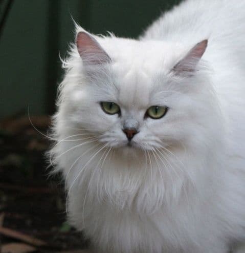 Tiffanie Photo - 4.jpg