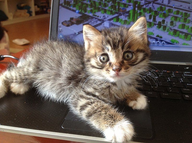 Chinese Li Hua Photo - 4.jpg