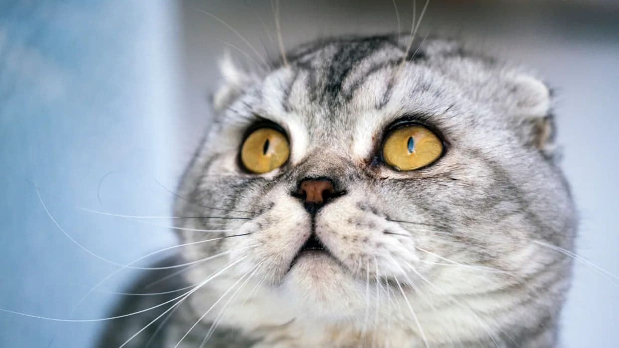Scottish Fold Photo - 1.jpg