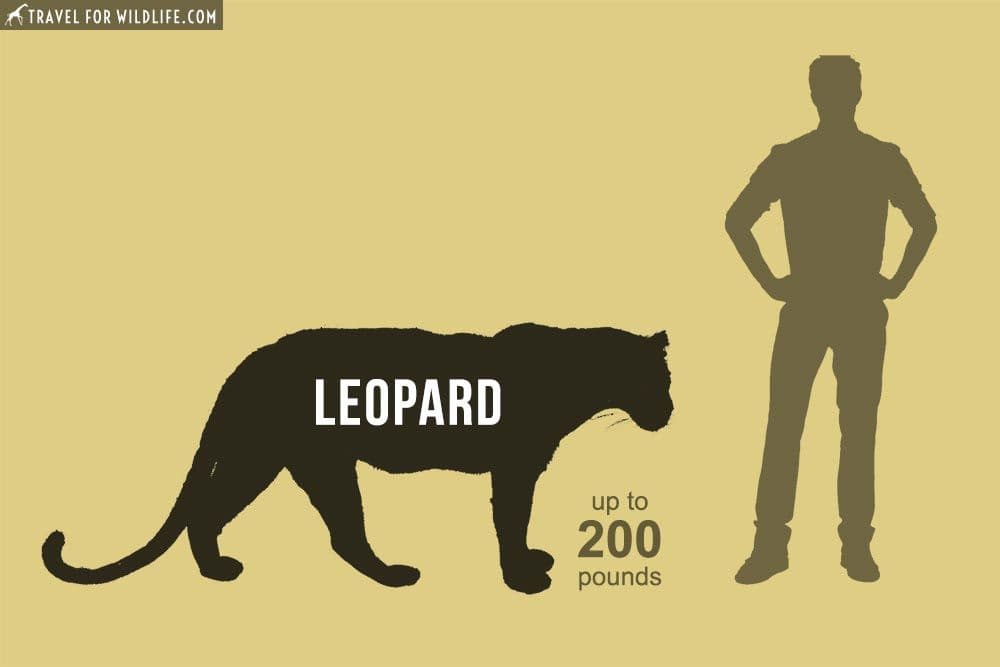 Panthera Photo - 4.jpg