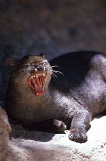 Jaguarundi Curl