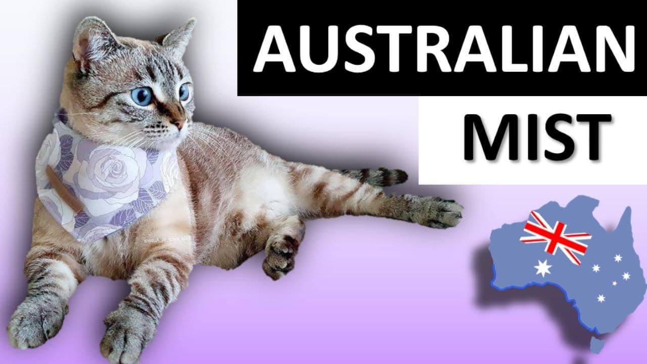 Australian Mist Photo - 4.jpg