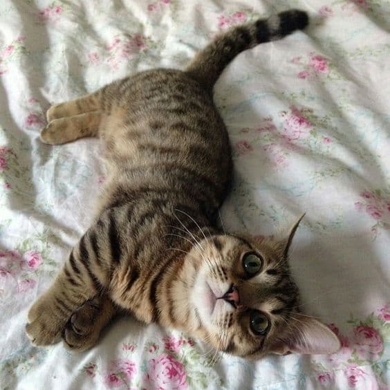 Genetta Photo - 3.jpg