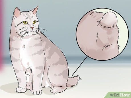 American Bobtail Photo - 2.jpg