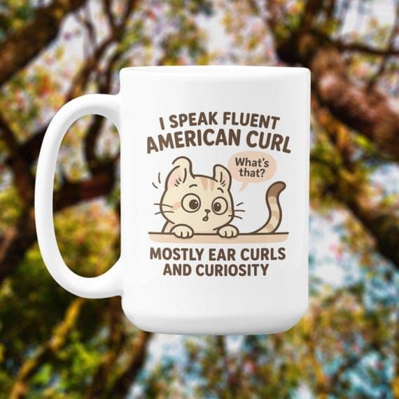 American Curl Photo - 3.jpg