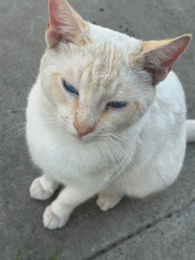 Flamepoint Siamese Photo - 5.jpg