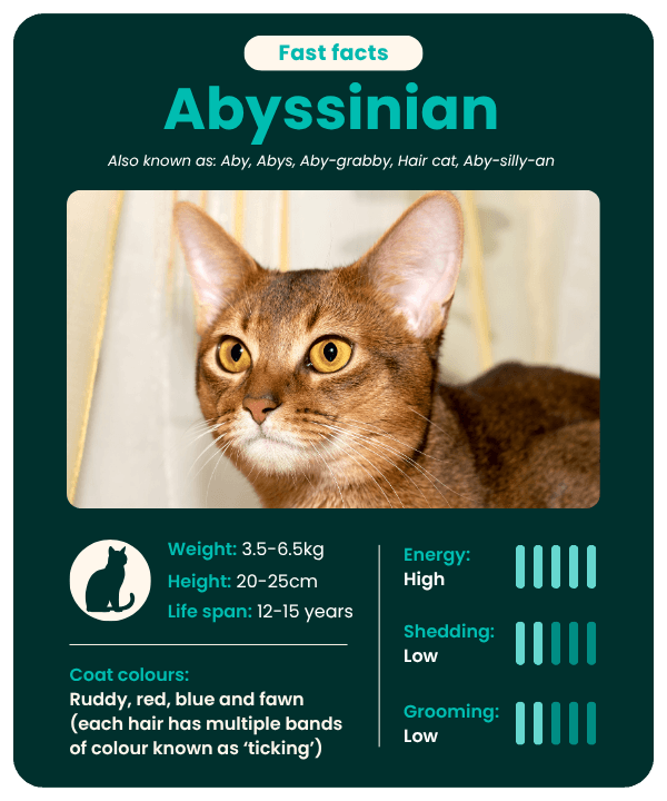Abyssinian Photo - 3.png