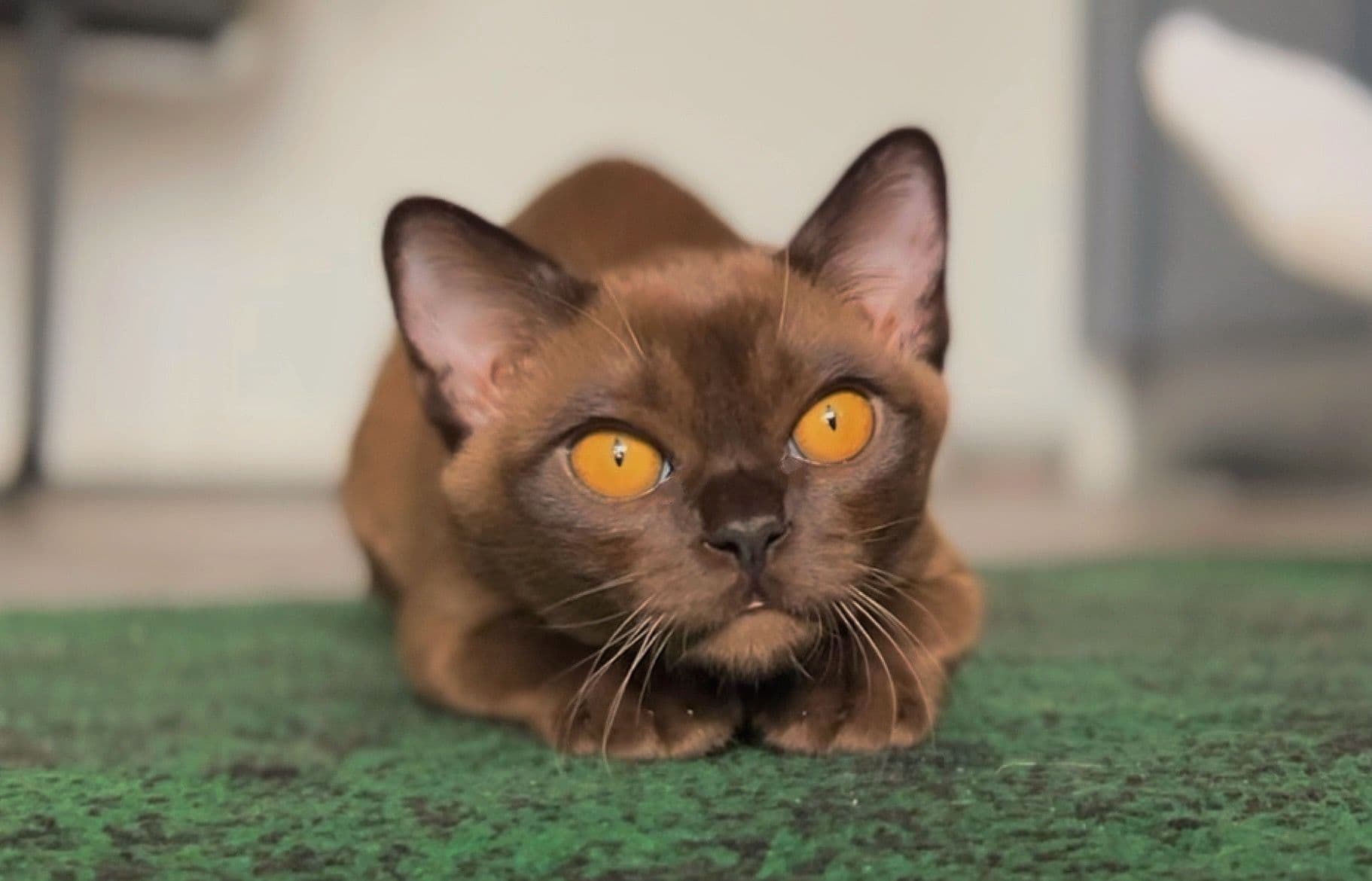 Burmese Photo - 1.jpg