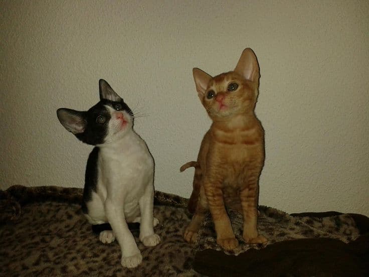 German Rex Photo - 3.jpg