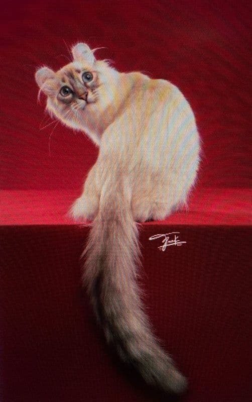 American Curl Photo - 2.jpg