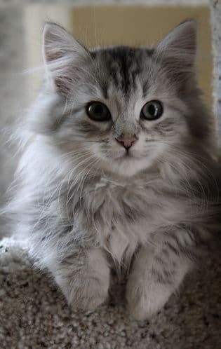 Siberian Photo - 5.jpg