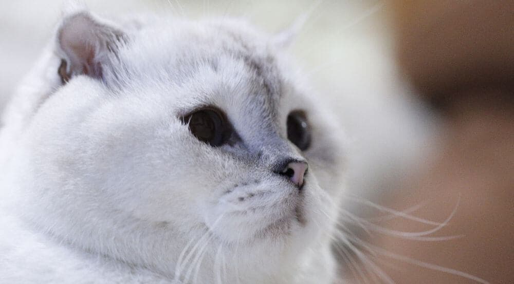 Foldex Photo - 1.jpg