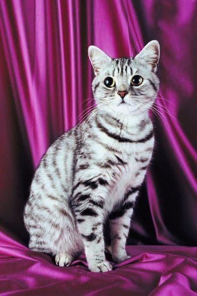 American Shorthair Photo - 1.jpg