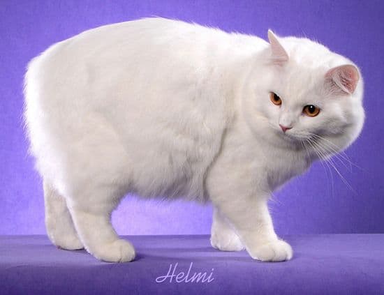 Cymric Photo - 1.jpg