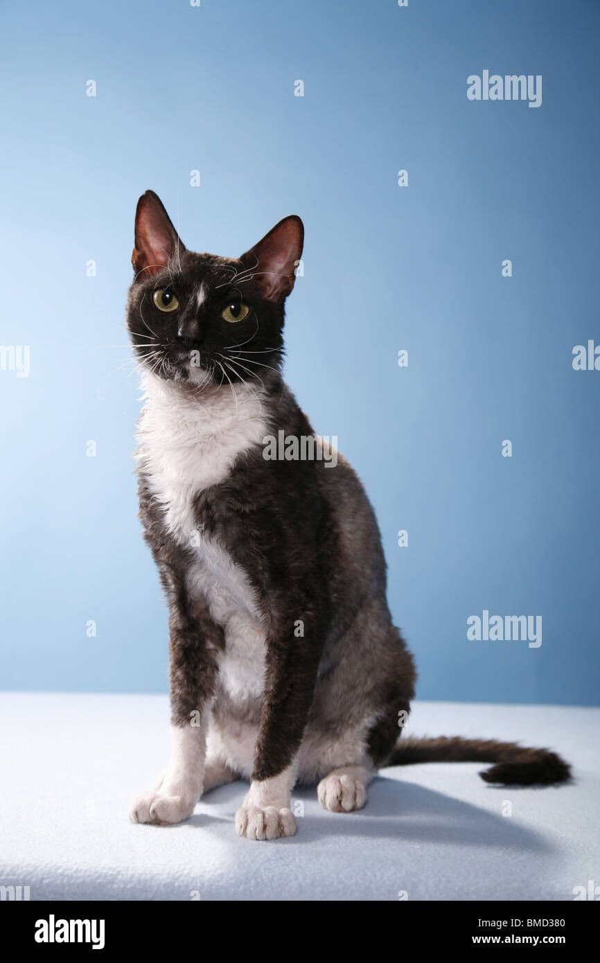 Ural Rex Photo - 5.jpg