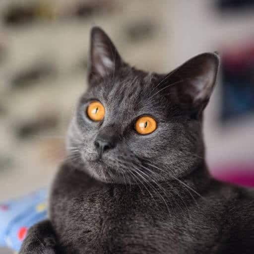 Chartreux Photo - 5.jpg