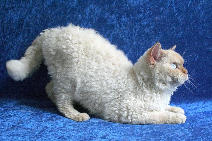 Selkirk Rex
