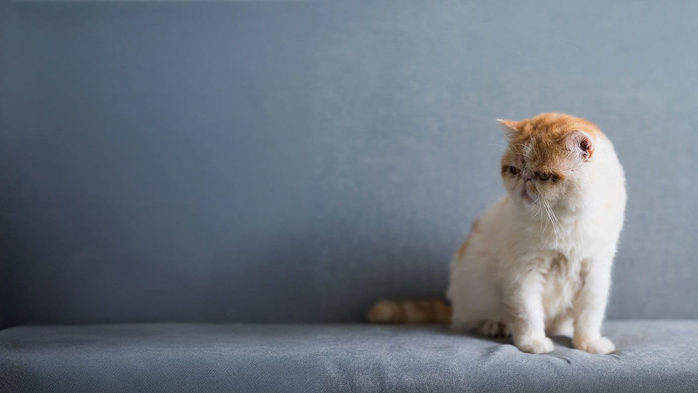 Exotic Shorthair Photo - 2.jpg