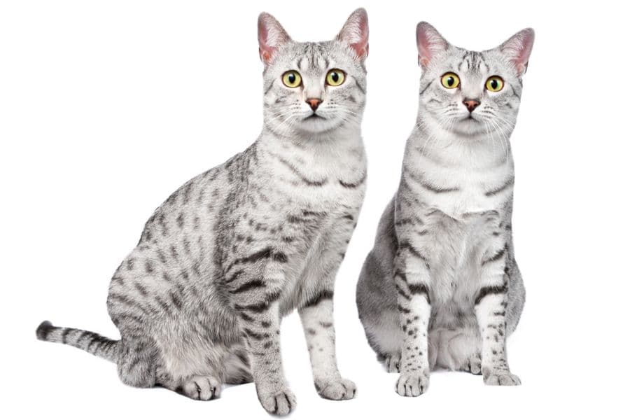 Nile Valley Egyptian Photo - 2.jpg