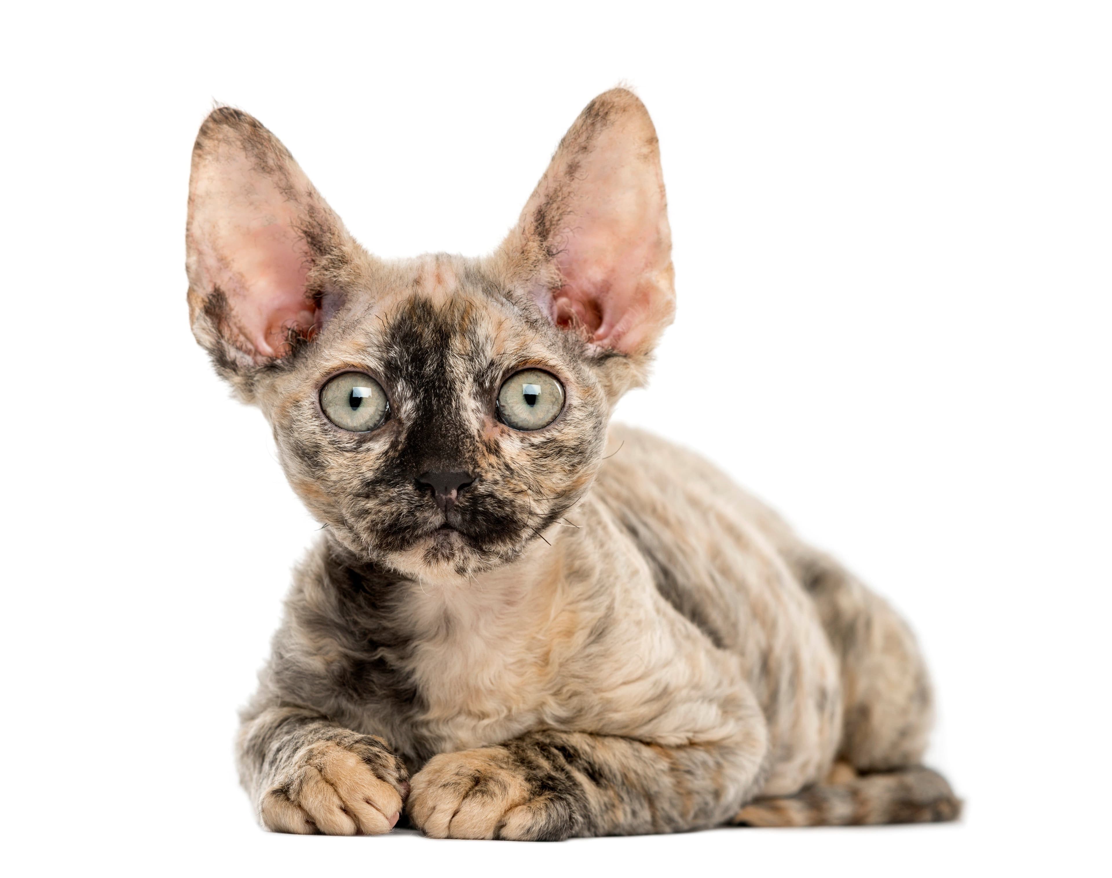 Devon Rex Photo - 2.jpg