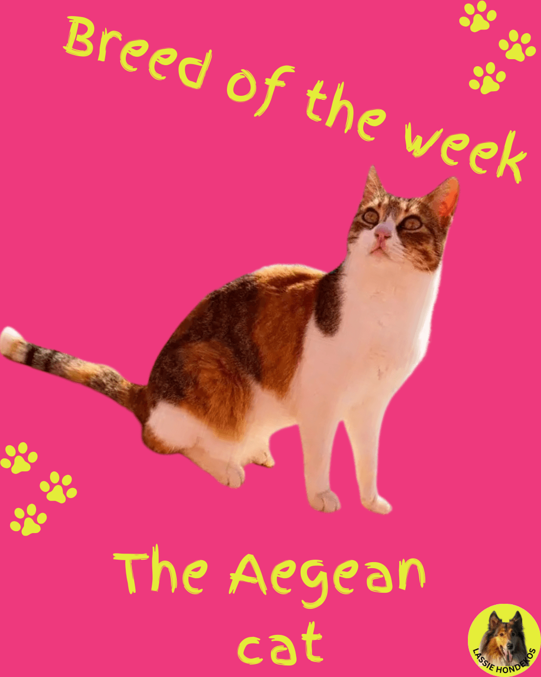 Aegean Photo - 2.png