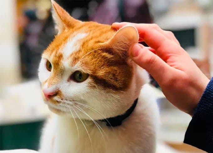 Bamboo Photo - 5.jpg