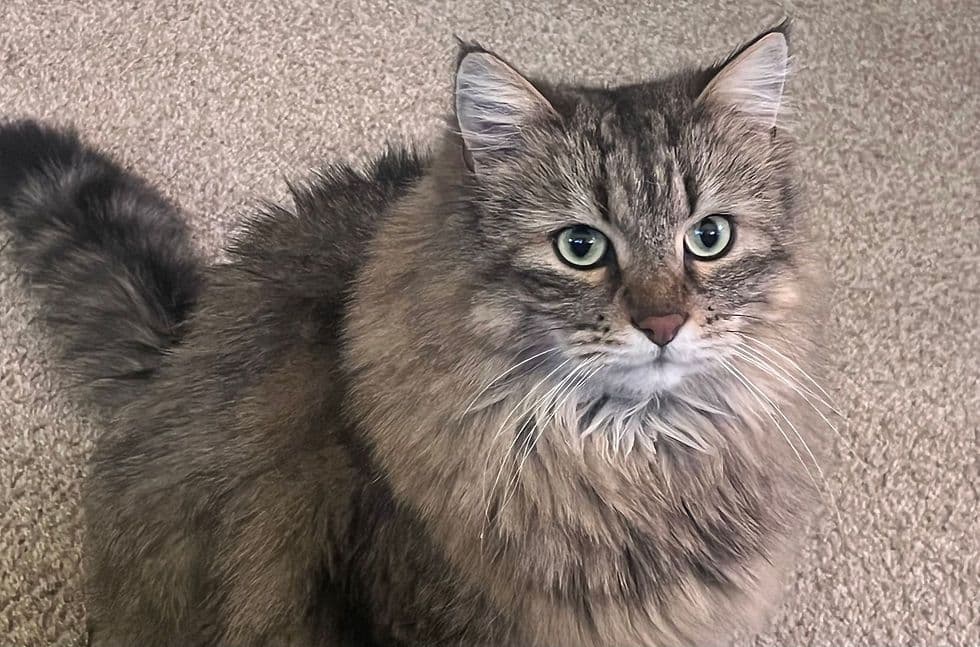 Domestic Longhair Photo - 5.jpeg