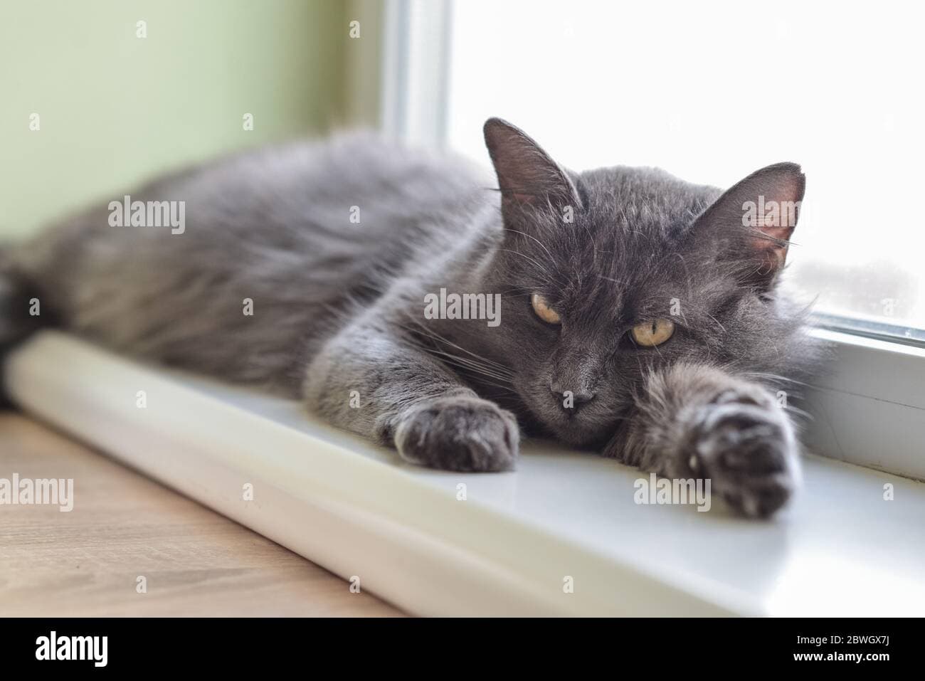 Nebelung Photo - 1.jpg