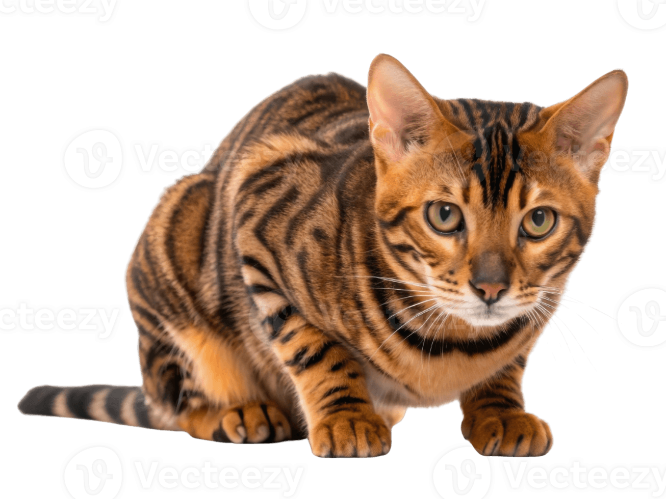 Toyger Photo - 5.png