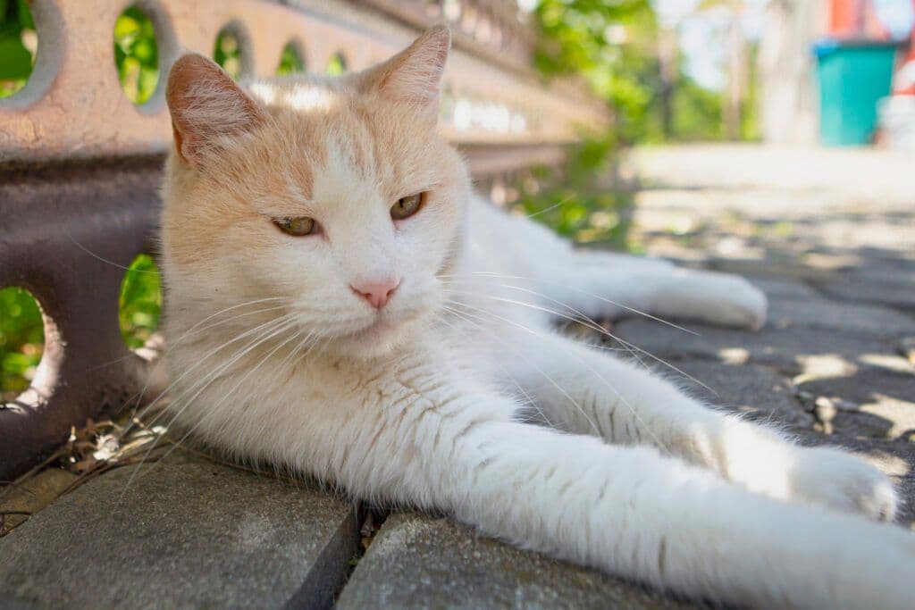 Turkish Van Photo - 3.jpg