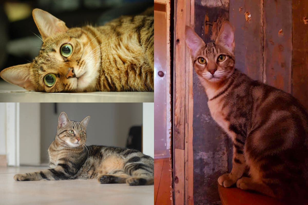 Sokoke Photo - 5.jpg