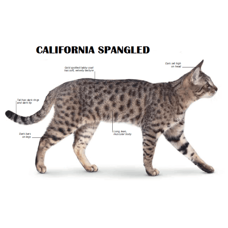 California Spangled Photo - 3.png