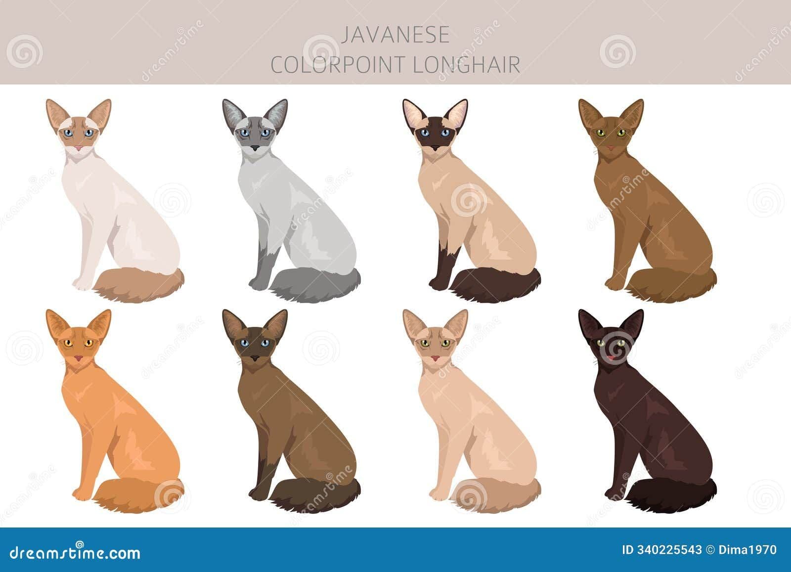 Javanese Photo - 4.jpg