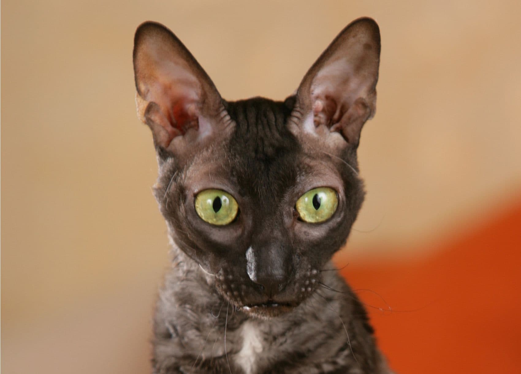 Oregon Rex Photo - 3.jpg