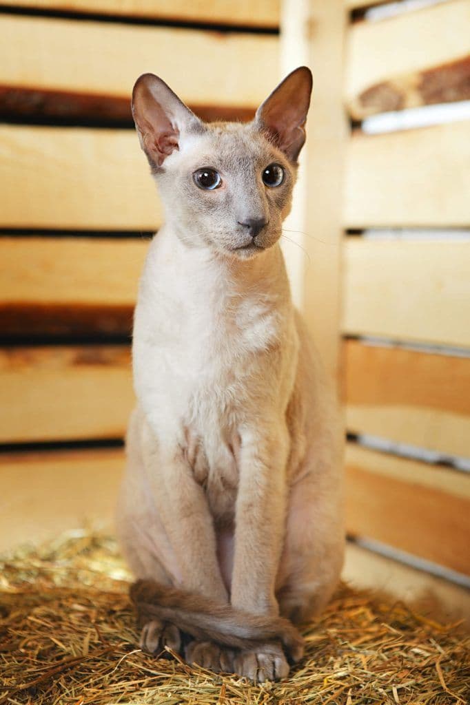 Peterbald Photo - 4.jpg