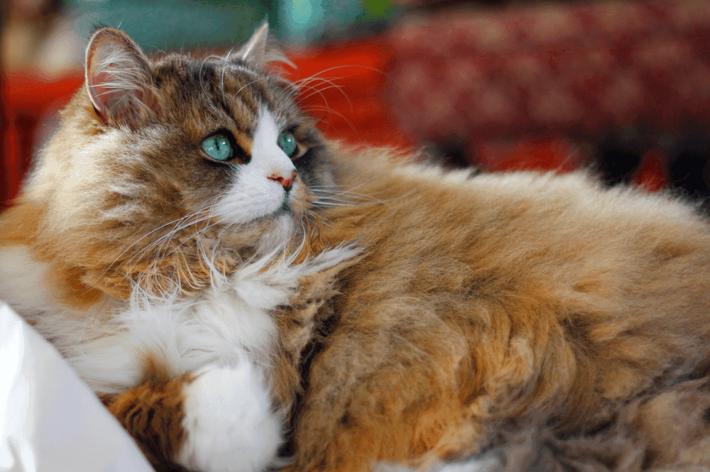 Exotic Longhair Photo - 5.png