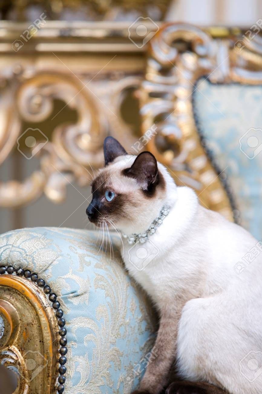 Mekong Bobtail Photo - 5.jpg