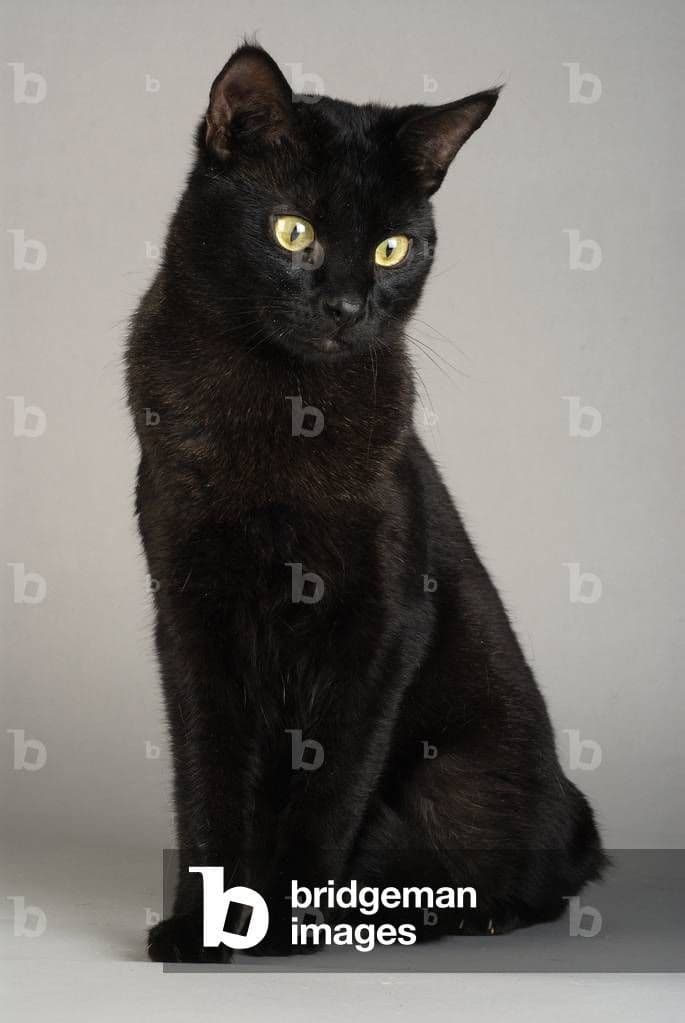 Chausie Photo - 5.jpg