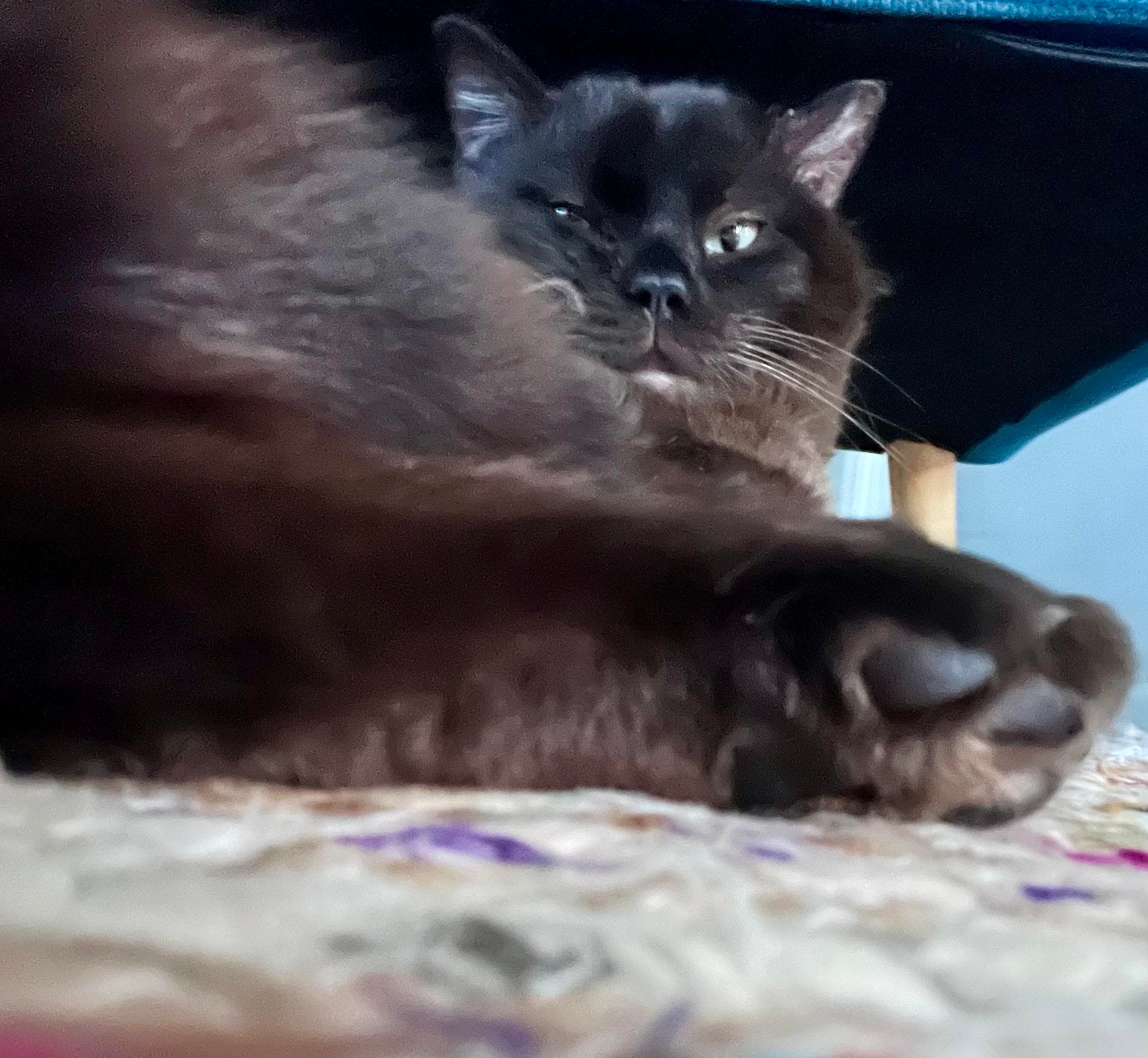 Burmese Photo - 5.jpg