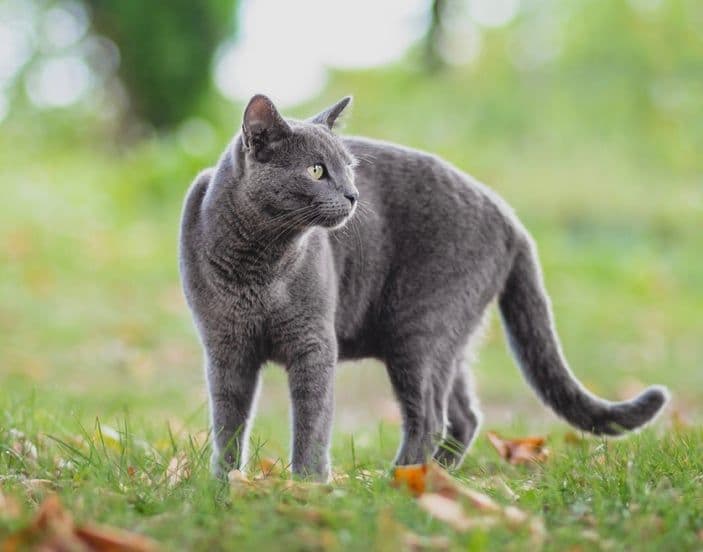 Russian Blue Photo - 3.jpg