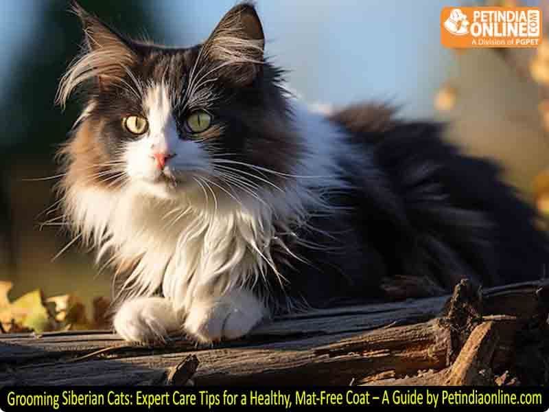 Siberian Photo - 2.jpg