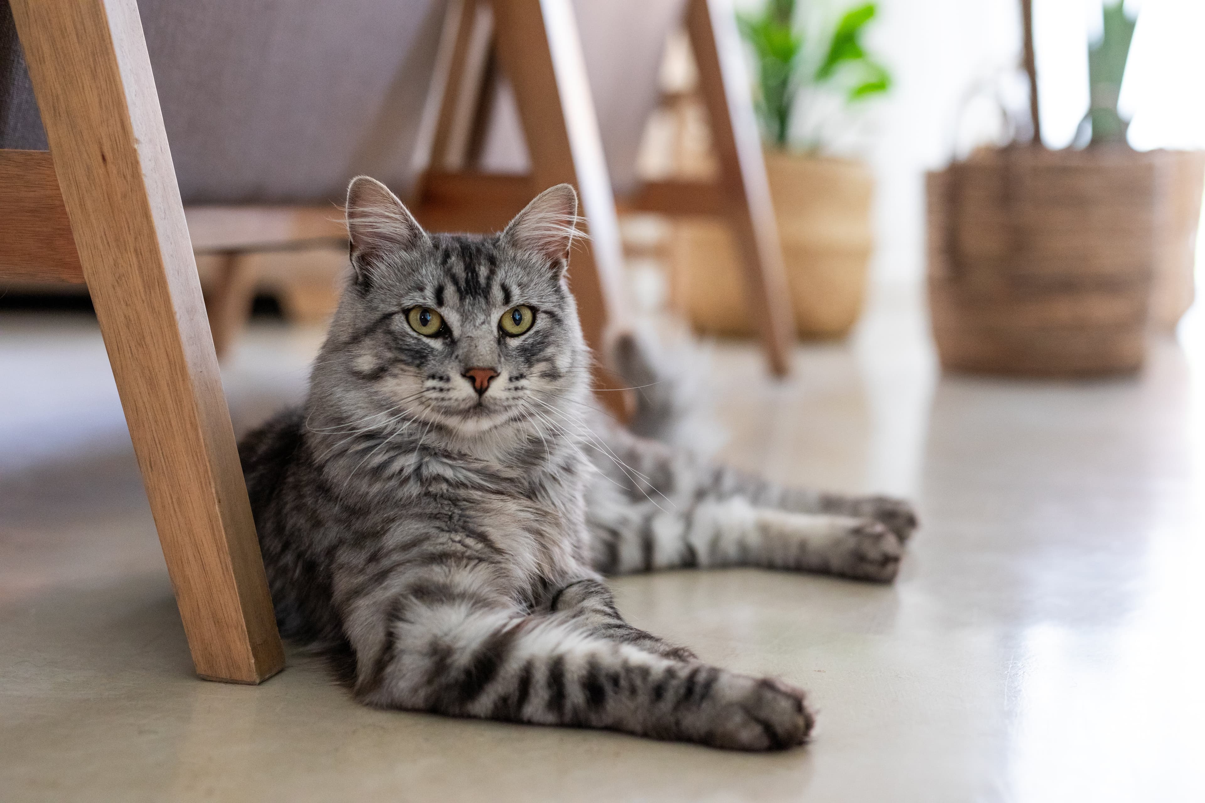 Domestic Longhair Photo - 4.jpg