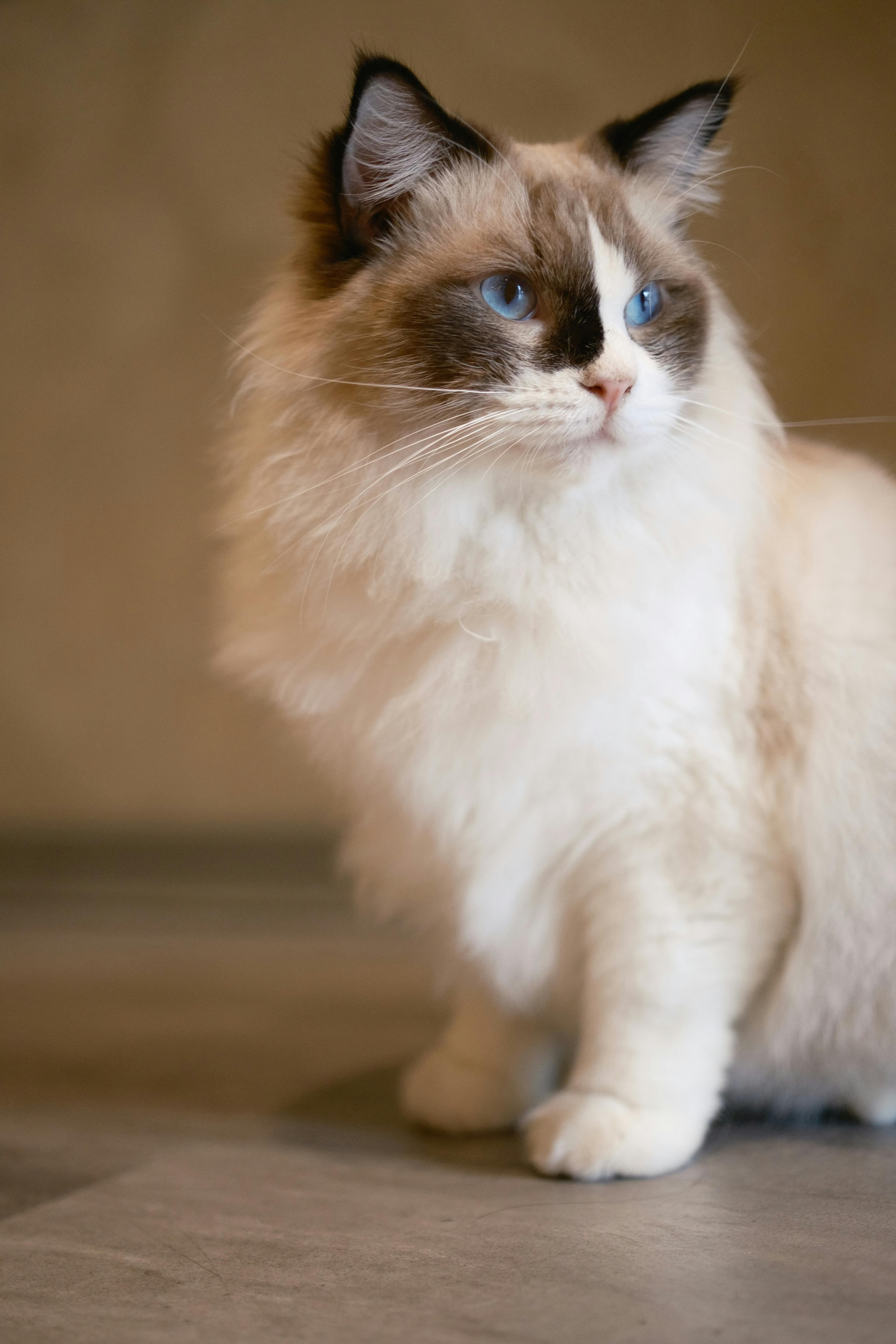 Ragdoll Photo - 1.jpg